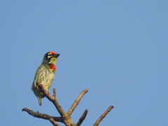 Psilopogon haemacephalus