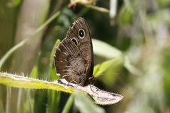 Cercyonis pegala boopis