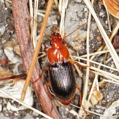 Amphasia interstitialis