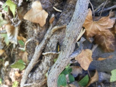 Sciara hemerobioides