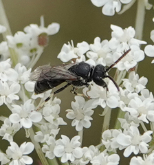 Hylaeus hyalinatus