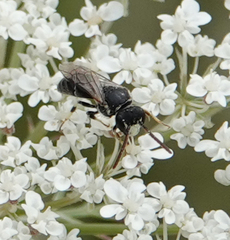 Hylaeus hyalinatus