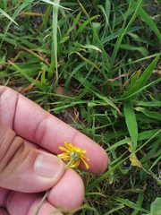 Gutierrezia sericocarpa
