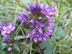 Gentianella anisodonta