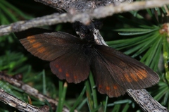 Erebia pharte