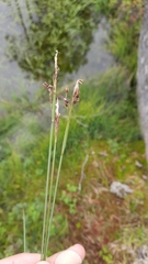 Carex rariflora