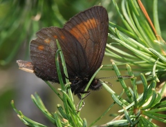 Erebia pharte