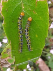 Epicorsia oedipodalis