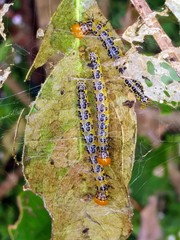 Epicorsia oedipodalis