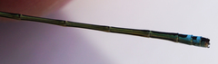 Ischnura damula