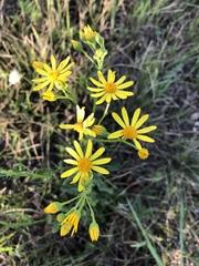 Jacobaea vulgaris