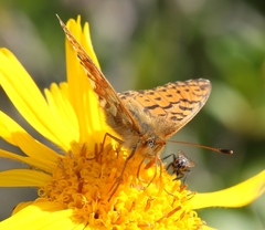 Boloria pales