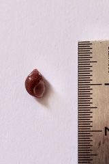 Tricolia pullus