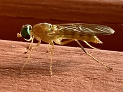Ptecticus trivittatus