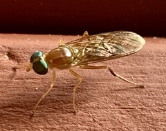 Ptecticus trivittatus