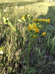 Jacobaea vulgaris