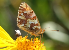 Boloria pales