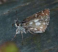 Pyrgus serratulae