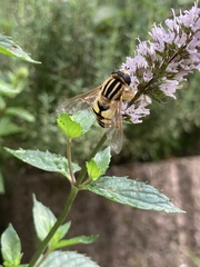 Helophilus trivittatus