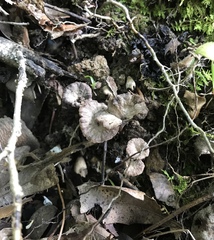 Craterellus calyculus