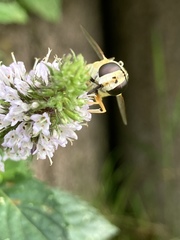Helophilus trivittatus