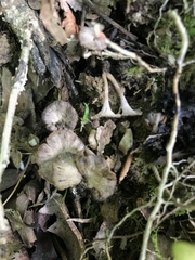 Craterellus calyculus