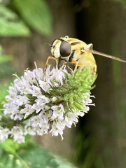 Helophilus trivittatus