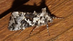 Syngrapha rectangula