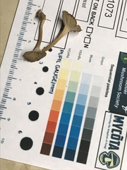 Craterellus calyculus