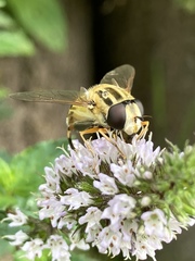 Helophilus trivittatus