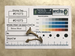 Craterellus calyculus