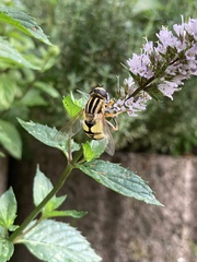 Helophilus trivittatus