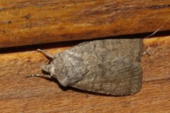 Euxoa comosa