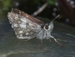 Pyrgus serratulae