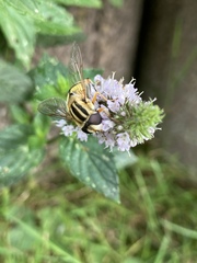 Helophilus trivittatus