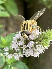 Helophilus trivittatus