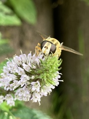 Helophilus trivittatus