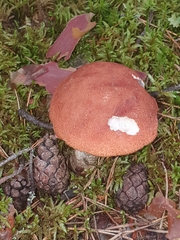 Leccinum