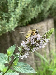Helophilus trivittatus