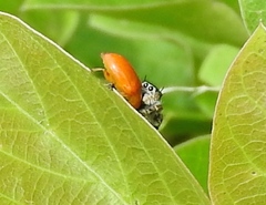 Phidippus californicus