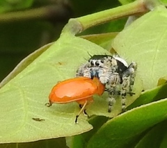 Phidippus californicus