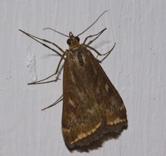 Loxostege munroealis