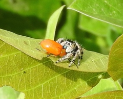 Phidippus californicus