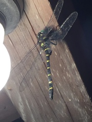 Anotogaster sieboldii