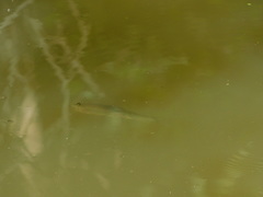 Catostomus