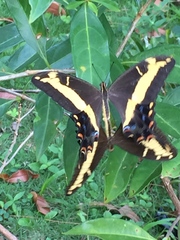 Heraclides andraemon