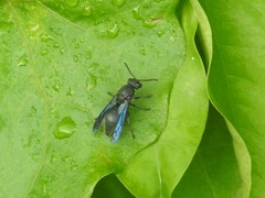 Allorhynchium chinense