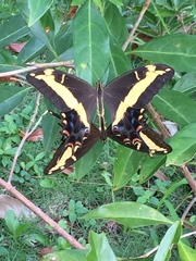 Heraclides andraemon