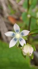Swertia macrosperma