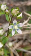 Swertia macrosperma